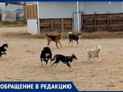 Бродячие собаки стали «визитной карточкой» Анапы