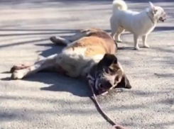 Рядом с Анапой поймали живодёра. Оказалось, это женщина