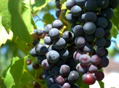 Новость для виноделов Анапы: Госдума зарубила закон о виноградарстве и виноделии