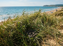 Есть ли змеи в Анапе и опасны ли они
