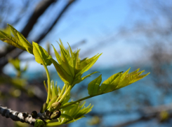 Во Всемирный день риса в Анапе будет облачно и пасмурно
