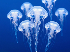 Медузы захватили Азовское море в Анапе: учёные предлагают перерабатывать их в кремы