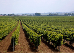 Бизнес наступает на виноградники Анапы: суд вернул застройщику 284 га сельхозземель