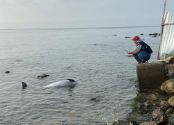 Резкий рост гибели дельфинов в районе Анапы: за месяц выбросило 19 особей