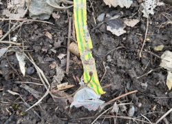 Заброшенный участок в Анапе стал опасной зоной для жителей