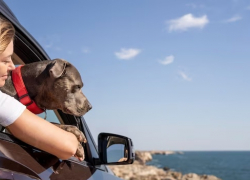 Анапа оказалась на втором месте по популярности для путешествий с домашними питомцами 