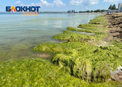 Туристы подают в суд на турагентства из-за водорослей в Анапе