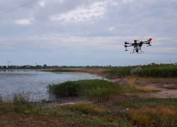 В Анапе начинают борьбу с комарами: вопрос контролируют мэрия, прокуратура и Роспотребнадзор