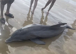 На пляже на берегу Черного моря в сарае нашли подвешенного мертвого дельфина