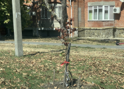 Полив деревьев в Анапе стал предметом судебной тяжбы – насаждения погибают
