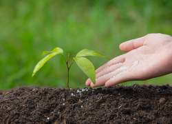 Как и чем подкармливать рассаду 