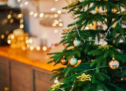 Как выбрать идеальную елку на Новый год: советы для анапчан