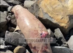 Мёртвого дельфина нашли на пляже 40 лет Победы в Анапе