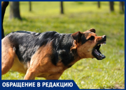 Бездомные собаки набрасываются на детей возле ЖК "Солнечный" в Анапе