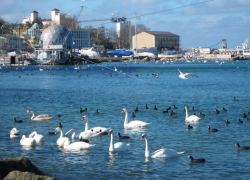 Гороскоп для анапчан с 7 по 13 ноября: Козерогам стоит побыть в одиночестве