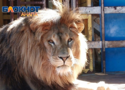 Живет в ржавом вольере в зоопарке Старого Оскола: что стало конфискованным львом Тиграном из Анапы