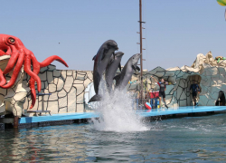 Анапский дельфинарий закрыли по техническим причинам 
