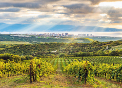 Эногастрономический тур для анапчан: на Кубани возобновят железнодорожный круиз «К виноградникам у моря»