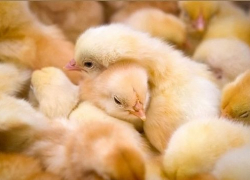 Анапские производители не смогут вывозить мясо птицы за пределы Кубани