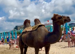 Полиция Анапы проведёт проверку по факту эксплуатации верблюда на пляже