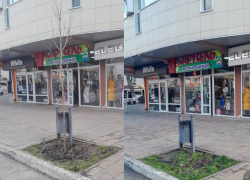 Вопреки суеверию: на улице Горького высадили 13-й клен