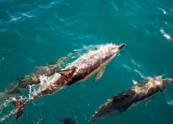 Анапчанам на заметку: как помочь пострадавшему дельфину на мелководье