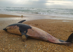 Анапчане в шоке: на пляж в районе Джемете море выбросило мёртвых дельфинят 