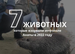 Они "взорвали" сеть: 7 популярных животных Анапы в 2022 году 