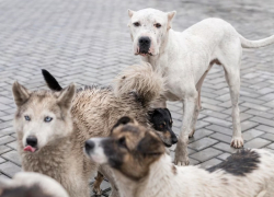 Двуликий закон: в Анапе могут разрешить отстреливать бездомных агрессивных животных