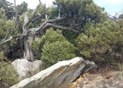 Гороскоп с 27 февраля по 5 марта: Львов может потянуть на приключения