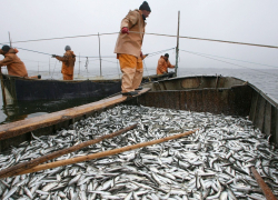 Рыболовные предприятия Анапы могут рассчитывать на поддержку государства