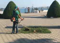 Борьбу с белой американской бабочкой ведут в Анапе