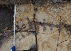 Найденный недалеко от Анапы скелет древнего животного вандалы растащили по частям