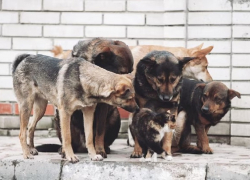 Проблемой бездомных животных в Анапе опять займется ИП Агаева