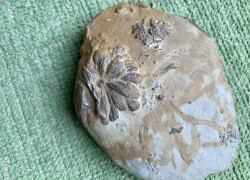 В Анапе продают «каменный цветок» за 150 млн рублей и автографы астронавтов NASA