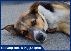 Анапчанка считает, что жестоко обращаются с животными только не совсем здоровые люди