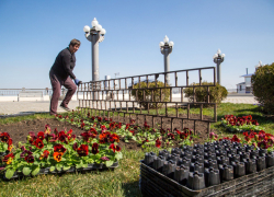 Анапа зеленеет: 5000 новых деревьев и кустарников к Новому году