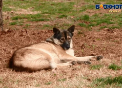 Каждая бездомная собака в Анапе обходится бюджету в 13 тысяч рублей