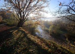 В Краснодарском крае сформировали 16 лесопарковых зеленых поясов: 4 из них – в Анапе 