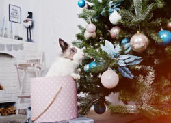 Как анапчанам правильно встретить Новый 2023 год