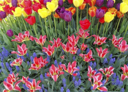 Город цветов: на клумбах Анапы появятся новые луковичные и фиалковые