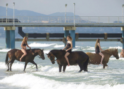 Конский конфликт: море для всех или лошадям там не место 