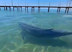 Бесплатный контактный дельфинарий в Анапе: дельфины радуют туристов