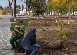 Новый парк в станице Гостагаевской облагораживают деревьями