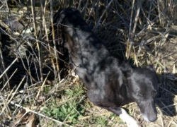 В Анапе возле плавней собака попала в капкан