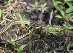 Анапчанам на заметку: как защититься весной от змей