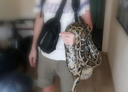 В Анапе у фотоживодёров конфисковали крокодила, а в Геленджике питона