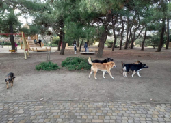 Стаи бездомных собак "оккупировали" Анапу