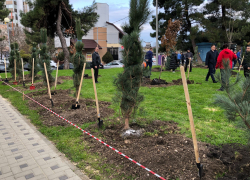 В День Конституции в Анапе прошла общегородская акция по высадке деревьев