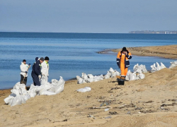 Что известно о ситуации с выбросом мазута в Анапе и гибелью животных